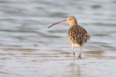 Yetişkin bir Avrasya kıvrımı (Numenius arquata) kameraya arka açıdan bakarken fotoğraflanır..