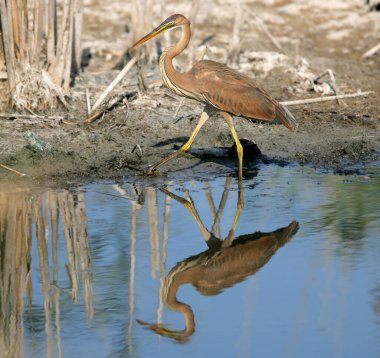 Mor balıkçıl (Ardea purpurea) mavi suya yansıyan bir göletin kıyısında fotoğraflanmıştır..