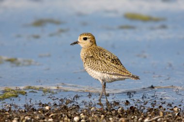 Yetişkin bir Avrupa altın yağmurluğu (Pluvialis kayısı) nehir kıyısının mavi sularına karşı kıyıda durur..