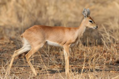 Yetişkin bir dişi steenbok (Raphicerus campestris) doğal ortamında fotoğraflanmıştır.