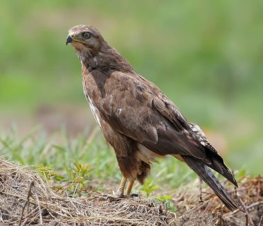 Bilindik bir akbaba portresi (Buteo buteo) bulanık bir arka plana karşı dik duruyor