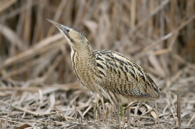 Yetişkin bir Büyük Bitterling (Botaurus stellaris) kış tüyleri içinde doğal ortamında fotoğraflanmıştır.