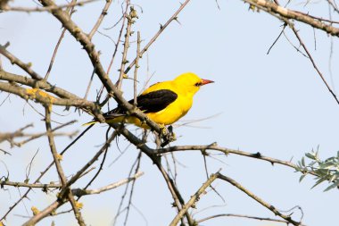Yetişkin bir erkek Avrasya altın oriolü (Oriolus oriolus), ölü bir ağacın dallarında mavi bir gökyüzüne karşı durmaktadır..
