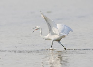 Birkaç küçük balıkçıl (Egretta garzetta) yemek ve çığlık için yarışıyor