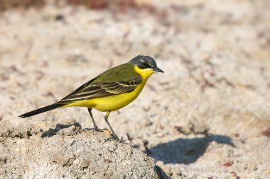 Yerde çekilen batı sarı kuyruklu (Motacilla flava) ve bulanık arka planda çekilen çimenlerin yakın plan portreleri