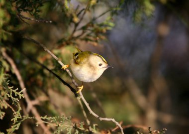 Yetişkin bir erkek altın arması (Regulus regulus), bir thuja ağacının dallarına ve iğnelerine tünemiş çeşitli durumlarda yakın plan çekilir..