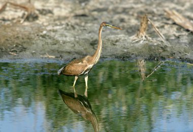 Renkli tüyleriyle genç ve yetişkin bir balıkçıl (Ardea purpurea), bir kanal ve balıkçı teknesinin suyunda dikilirken yakından çekilir..