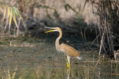 Renkli tüyleriyle genç ve yetişkin bir balıkçıl (Ardea purpurea), bir kanal ve balıkçı teknesinin suyunda dikilirken yakından çekilir..