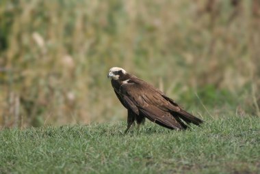 Bir dişi veya genç batı bataklık harrier 'i (Circus aeruginosus) çimlerin üzerinde bulanık bir arkaplana tünemiş olarak yakından fotoğraflanır..