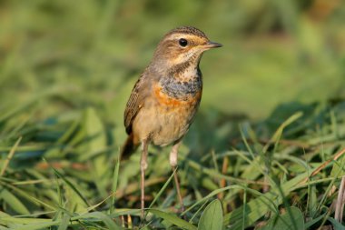 Yetişkin bir mavi boğaz (Luscinia svecica) parlak üreme tüyleri içinde yoğun yeşil çimlerin üzerinde dururken fotoğraflanır.