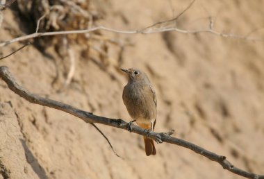 Dişi bir siyah kızılağaç (Phoenicurus ochruros) bulanık bir arkaplanda ince bir dal üzerine tünemiş olarak fotoğraflanır..