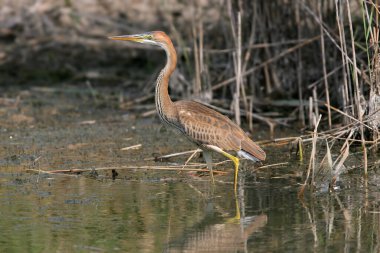 Renkli tüyleriyle genç ve yetişkin bir balıkçıl (Ardea purpurea), bir kanal ve balıkçı teknesinin suyunda dikilirken yakından çekilir..