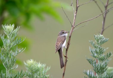Yetişkin bir beyaz boğaz (Curruca Communis) bir çim gövdesine tünemiş tüyler üretirken