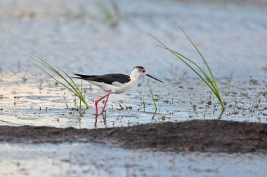 Dişi ve erkek bir siyah kanatlı stilt (Himantopus himantopus) yuvanın yakınında ve yakınında üreme mevsiminde fotoğraflanmıştır.