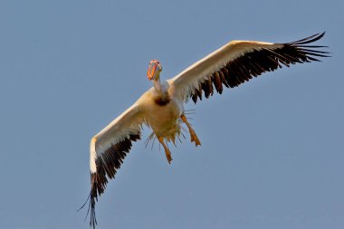 Yetişkin bir büyük beyaz pelikan (Pelecanus onocrotalus) uçuşta karabataklar ve mavi gökyüzüne karşı yakın plan çekilirken fotoğraflanır..