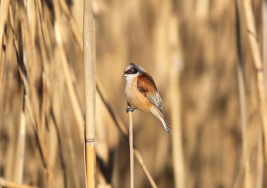 A close-up shot of a male Eurasian penduline tit or European penduline tit (Remiz pendulinus) perched on a reed branch against a blurred background
