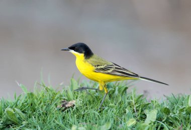 Siyah başlı bir erkek Wagtail 'in (Motacilla feldegg) koyu yeşil çimlerin üzerinde dikilirken yakın plan çekimi.