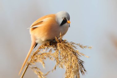 Yiyecek arayan erkek sakallı bir sazın (Panurus biarmicus) yakın çekimi..