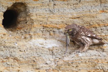 Küçük baykuş civcivleri ve yetişkinler (Athene noctua) çeşitli durumlarda ve gagalarında avlarıyla yakın planda fotoğraflanırlar..