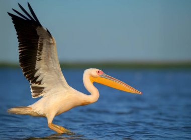 Yetişkin büyük beyaz pelikanlar (Pelecanus onocrotalus) uçuşlarda ve Tuna kıyılarında sabah güneşiyle yakın plan çekilirken fotoğraflanırlar..