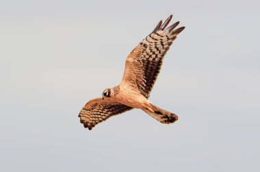 Dişi bir Hen Harrier (Sirk siyaneusu), mavi gökyüzüne karşı uçarken yakın plan çekilir..
