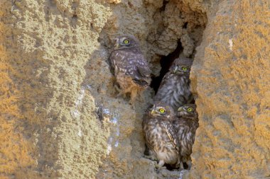 Küçük baykuş civcivleri ve yetişkinler (Athene noctua) çeşitli durumlarda ve gagalarında avlarıyla yakın planda fotoğraflanırlar..