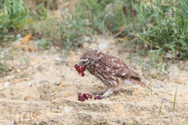 Yetişkin bir baykuş (Athene noctua), gagasında bir kertenkele ve sığır eti olan bir uçurumun kenarında otururken fotoğraflanır..