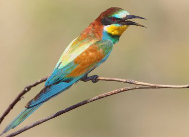 Yetişkin Avrupalı arı yiyiciler (Merops apiaster) üreme tüyleri ile bulanık bir arka plan üzerine tünemiş bir dal üzerinde fotoğraflanır..