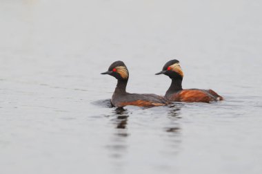 Üreme tüylerinde bir çift siyah boyunlu yunus (Podiceps nigricollis) bir gölün mavi sularında yüzerler.