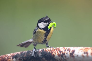 An adult great tit (Parus major) sits on a metal pipe near its nest, holding a large green caterpillar in its beak.