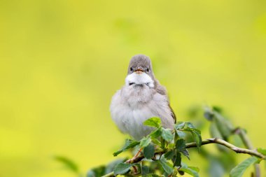 Yetişkin bir beyaz boğaz ya da daha büyük bir beyaz boğaz (Curruca Communis), bir elma ağacının dallarında çiçek açan bir ırz tohumunun arka planında otururken fotoğraflanır..