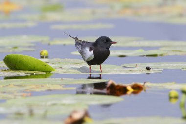 Tek ve grup beyaz kanatlı kara kırlangıçlar (Chlidonias leucopterus) bulanık bir arkaplan üzerine tünemiş su bitkisi yaprakları üzerinde fotoğraflanır.