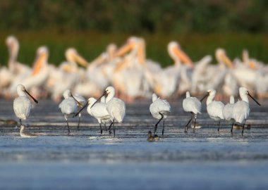 Tekler, çiftler ve bir Avrasya kaşıkçı okulu (Platalea lökosodia), Tuna Nehri 'nin mavi sularında su bitkileri arasında filme alınmıştır.