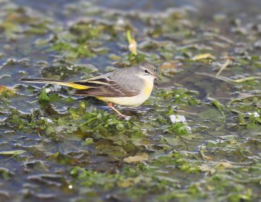 Yetişkin bir gri kuyruk (Motacilla cinerea) kışın doğal ortamında, yakın planda, su bitkileriyle beslenirken fotoğraflanmıştır..
