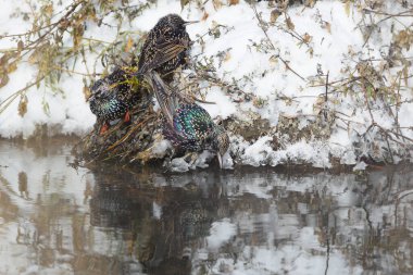 Kış sığırcıklarından oluşan küçük bir grup (Sturnus vulgaris) buzsuz bir kanalda kar üzerinde fotoğraf çektiler.