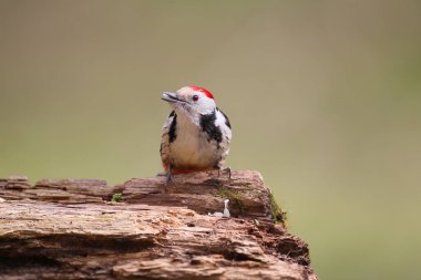 Yetişkin bir ortanca benekli ağaçkakan (Dendrocoptes medius) bulanık bir arkaplanda bir kütükte oturur