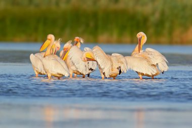 Büyük beyaz pelikan sürüsü (Pelecanus onocrotalus), Tuna Deltası 'ndaki doğal ortamlarında filme alınmıştır..