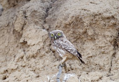 Küçük baykuş (Athene noctua) yavruları doğal ortamlarında yakın planda uçar.