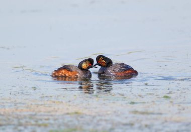 Üreme tüyleriyle yetişkin siyah boyunlu yunuslar (Podiceps nigricollis) gölde tek başlarına yüzerken, çiftler halinde ve suda koşarken fotoğraflanırlar..
