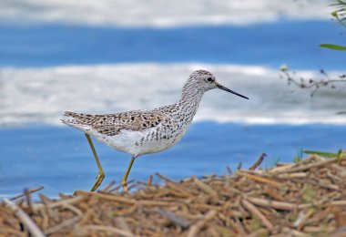 Yetişkin bir bataklık çulluğunun (Tringa stagnatilis) mavi su gölünün kıyısındaki üreme tüylerinin yakın çekimi.