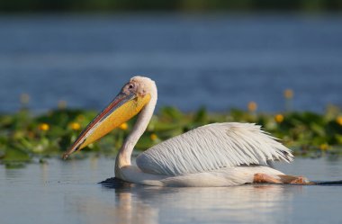 Bir ve birkaç büyük beyaz pelikan (Pelecanus onocrotalus) doğal ortamlarında bir gölün sularında yüzerken filme alınır..