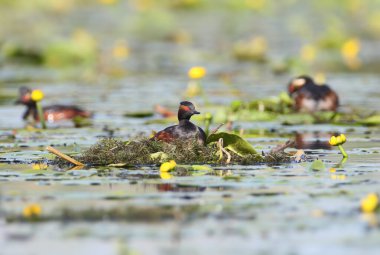 A black-necked grebe sitting on its floating nest among yellow water lilies in a wetland.