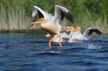 Bir grup büyük beyaz pelikan su yüzeyinden kanatlarını açarak havalanıyorlar..