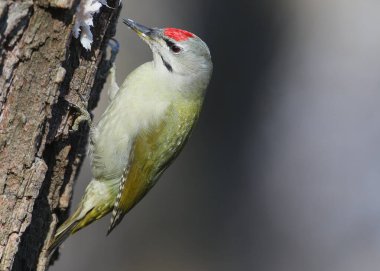 Bir erkek gri başlı ağaçkakan (Picus canus) bir ağaç gövdesinde ve kütüğün yanında yakın plan çekilir..
