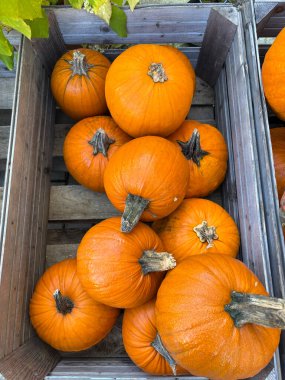 Çiftçi pazarında içi parlak turuncu balkabağı dolu tahta kutu. Sonbahar hasadı ve organik ürünler.