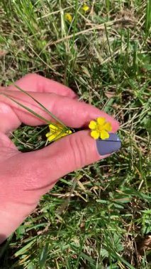 Güneş ışığında sarı çiçeği tutan el. Basitlik ve doğanın sembolü.