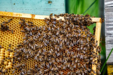 Arı kovanının yanında duran bal hücresi. Apiculture. Apiary. Seçici odak.