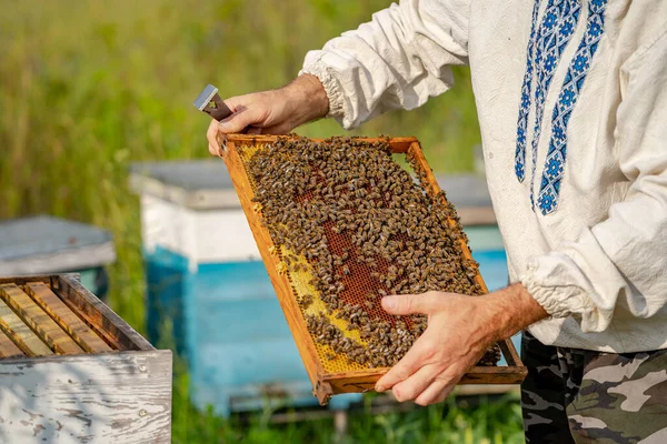 Imker Houdt Een Honingcel Met Bijen Zijn Handen Bijenteelt Apiarium — Stockfoto