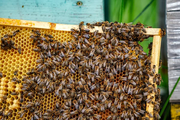 Célula Mel Com Abelhas Fica Perto Colmeia Apicultura Apiário Foco — Fotografia de Stock