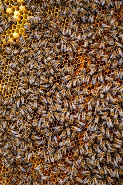 Робота Бджіл Медових Клітинах Рамка Вкрита Бджолами Перегляд Крупним Планом — стокове фото